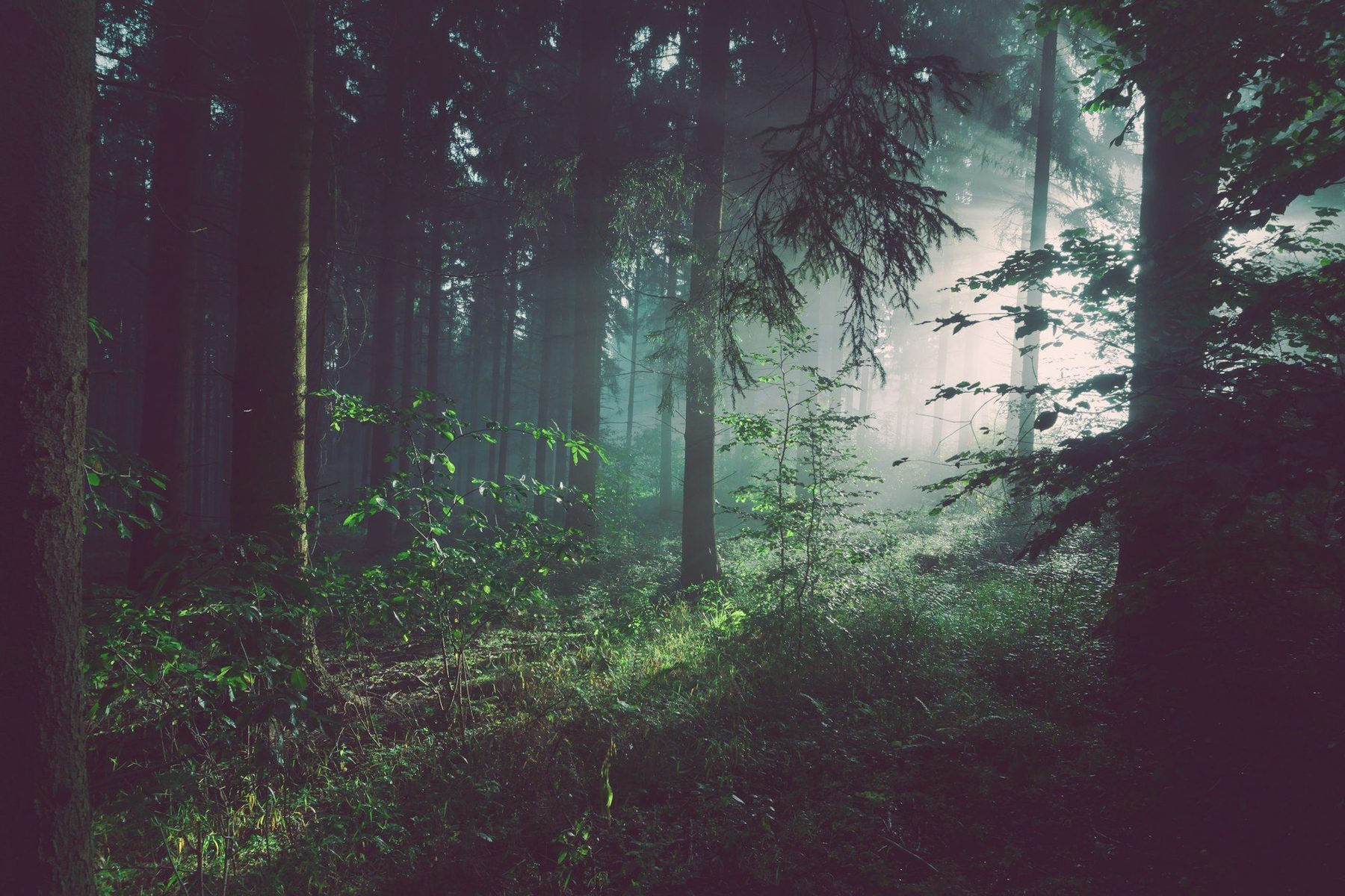 Light breaks through mist in a dark forest